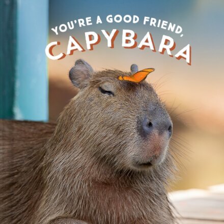 You're A Good Friend, Capybara