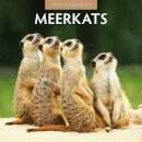 Meerkats 2025 Square Wall Calendar