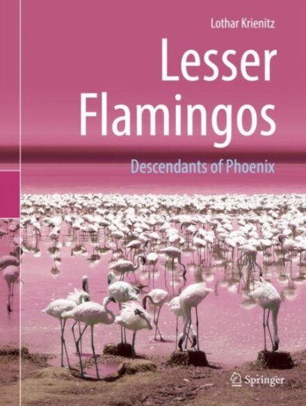Lesser Flamingos