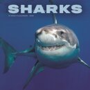Sharks Square Wall Sunday Start Calendar