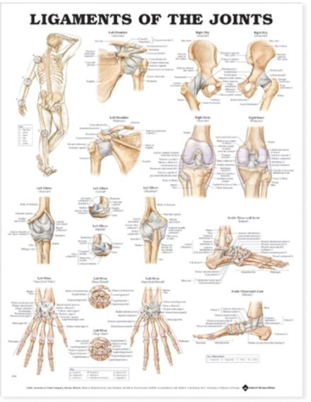 Ligaments of the Joints Anatomical Chart