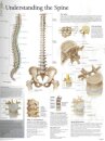 Understanding the Spine Paper Poster