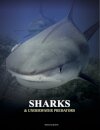 Sharks and Underwater Predators