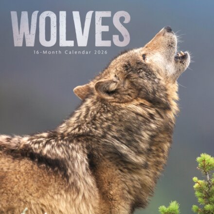 Wolves Square Wall Sunday Start Calendar