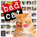 Bad Cat Wall Calendar 2026