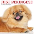 Just Pekingese 2025 12 X 12 Wall Calendar